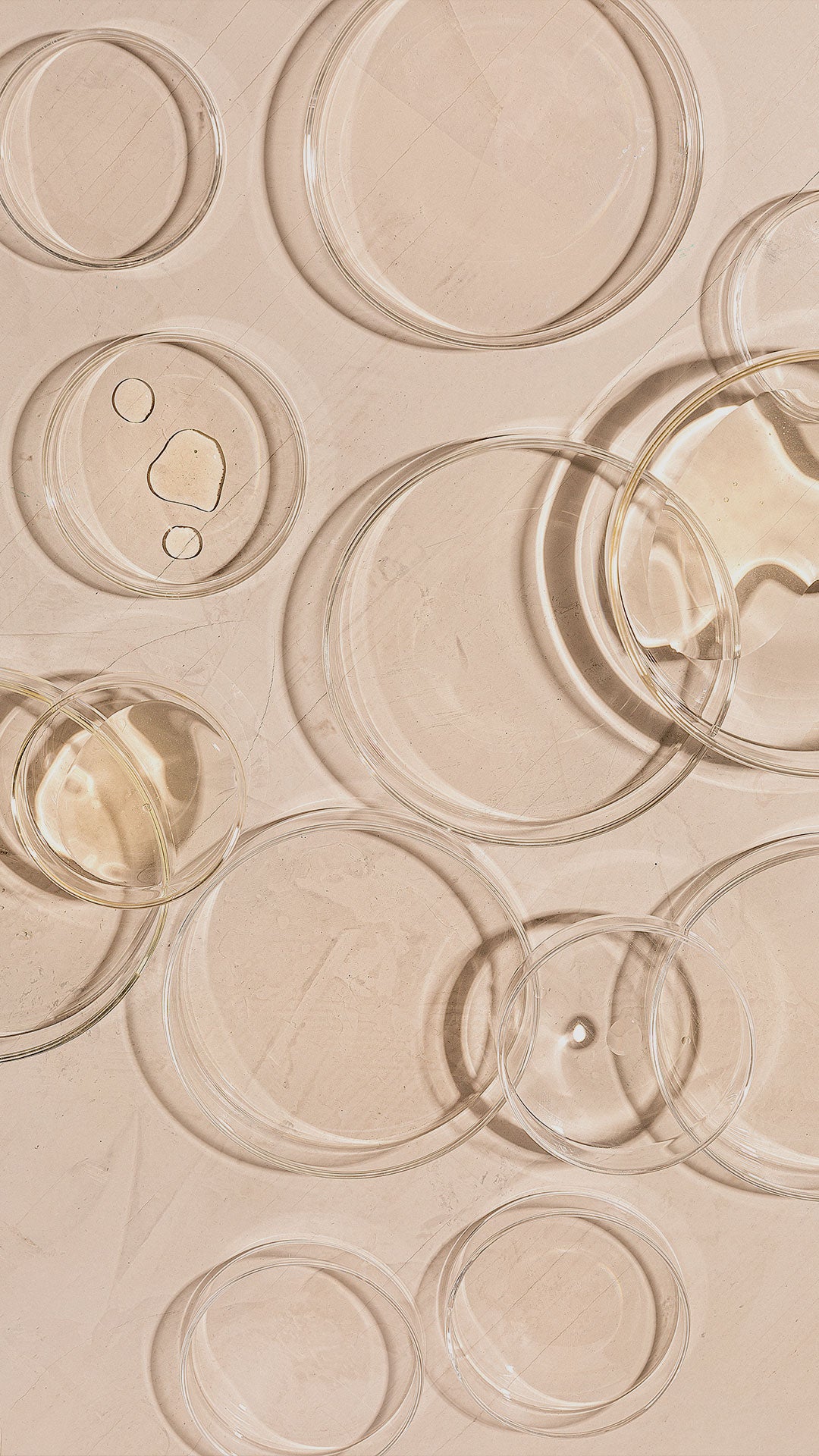Multiple petri dishes against a neutral backdrop